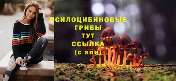 прущие грибы Аркадак