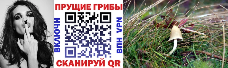 Купить закладки  Иланский  Псилоцибиновые грибы мицелий 